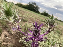 Eryngium leavenworthii