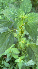 Acalypha rhomboidea