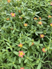 Portulaca