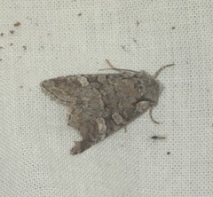 Brachylomia viminalis