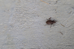Naupactus leucoloma