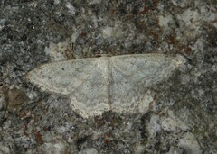 Scopula incanata