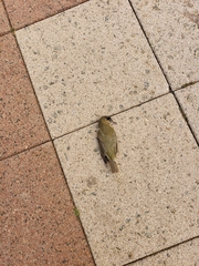 Vireo olivaceus