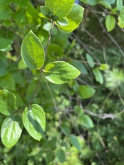 Celtis tenuifolia