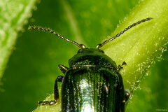 Phratora vulgatissima