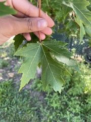 Acer saccharinum