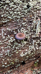 Arrhenia epichysium