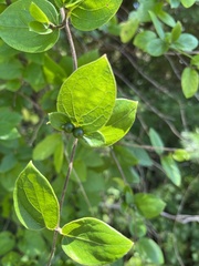 Celtis tenuifolia