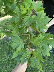 Acer saccharinum