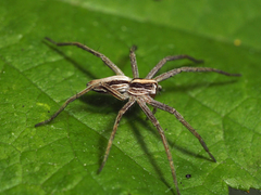 Pisaura