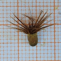 Crupina crupinastrum