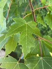 Acer saccharinum