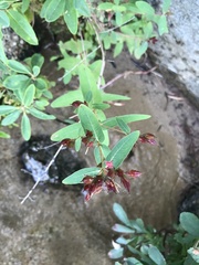 Hypericum virginicum