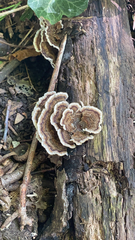 Thelephora terrestris