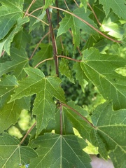 Acer saccharinum