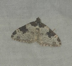 Xanthorhoe fluctuata