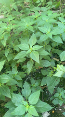 Acalypha rhomboidea