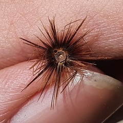 Crupina crupinastrum