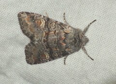 Brachylomia viminalis