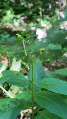 Scrophularia marilandica