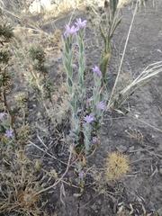 Epilobium densiflorum