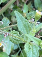 Galinsoga quadriradiata