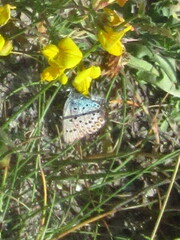 Plebejus argus