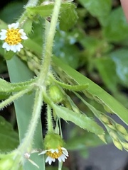 Galinsoga quadriradiata