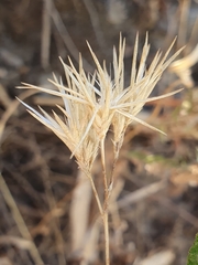 Crupina crupinastrum