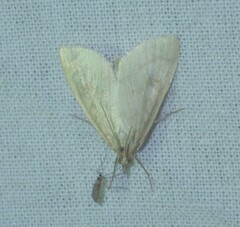 Udea lutealis