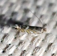 Macrosaccus robiniella