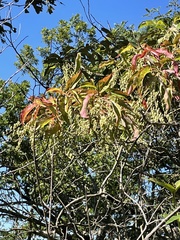 Oxydendrum arboreum