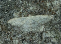 Scopula incanata