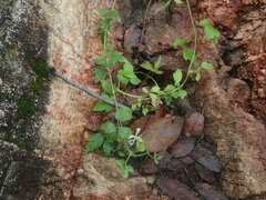 Clematis ligusticifolia