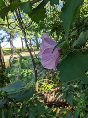 Hibiscus syriacus