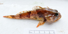 Myoxocephalus scorpius