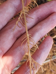 Crupina crupinastrum