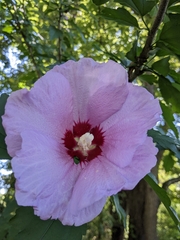 Hibiscus syriacus