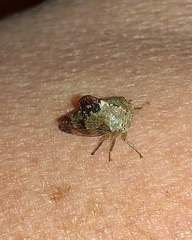 Telamona decorata