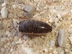 Loboptera decipiens