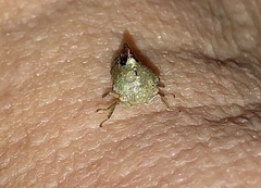 Telamona decorata