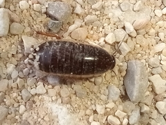 Loboptera decipiens