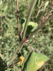 Chenopodiastrum murale