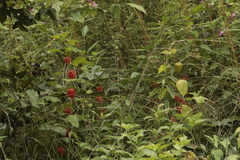 Alkekengi officinarum
