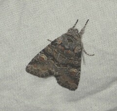 Brachylomia viminalis