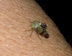 Telamona decorata