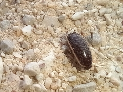 Loboptera decipiens