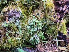 Cladonia pyxidata