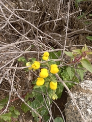 Calceolaria