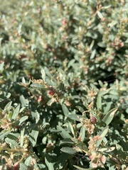 Atriplex semibaccata